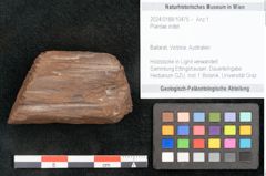 Foto (Objekt + Etikett) von Plantae indet.  (NHMW-GEO-2024-0188-10475)